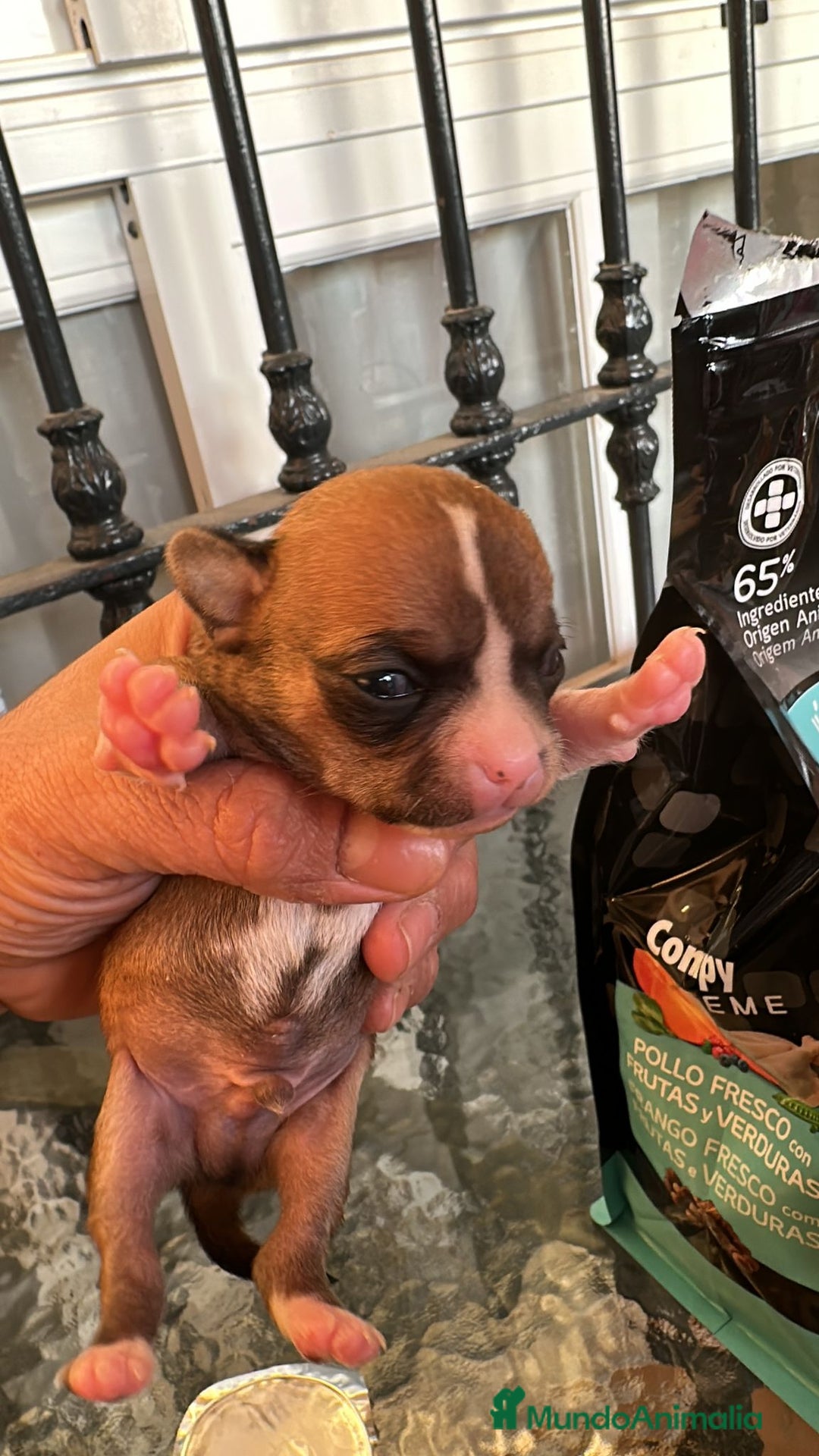 Chihuahua perros en venta: chihuahua - Anuncio 2