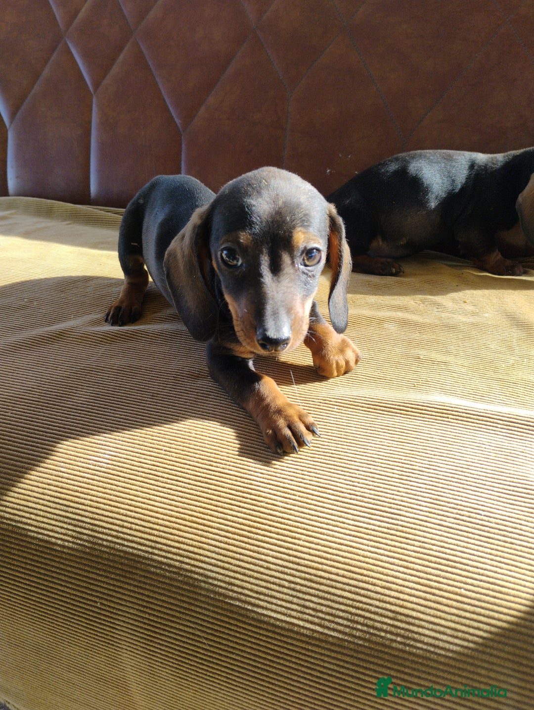 Teckel Miniatura perros en venta: Machos teckel miniatura pelo corto  - Anuncio 7