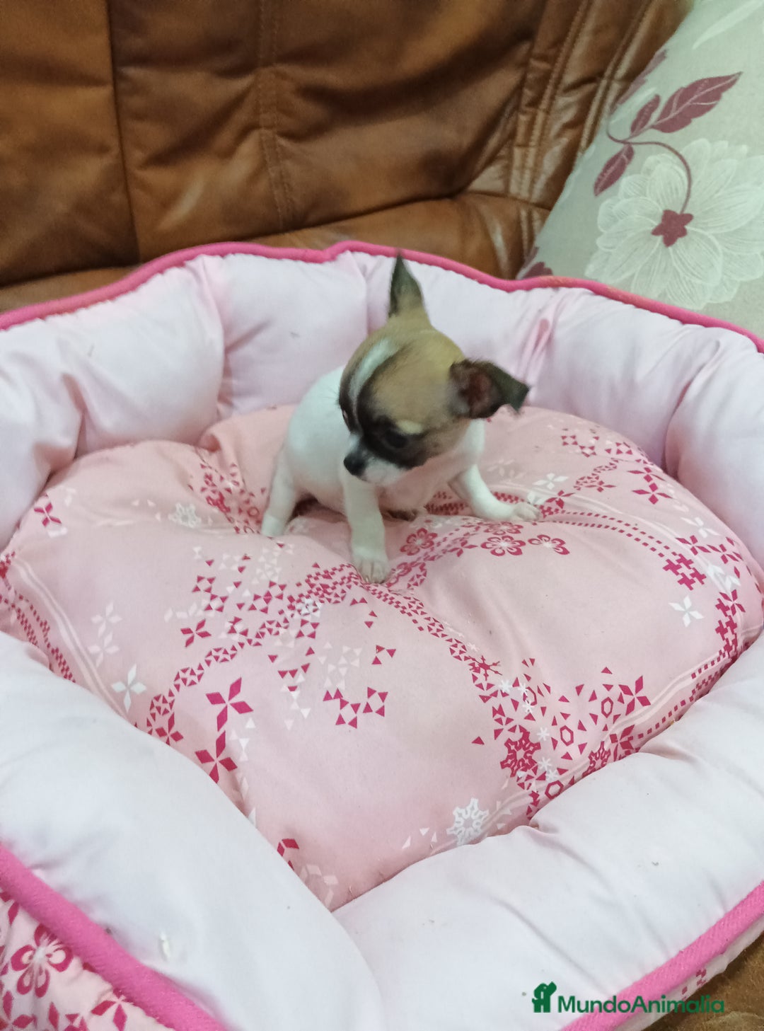 Chihuahua perros en venta: CHIHUAHUA TOY  - Anuncio 1