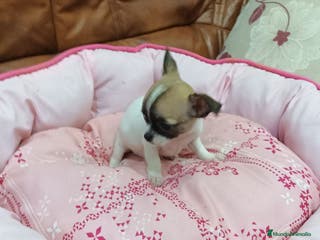Chihuahua perros CHIHUAHUA TOY - Anuncio 26