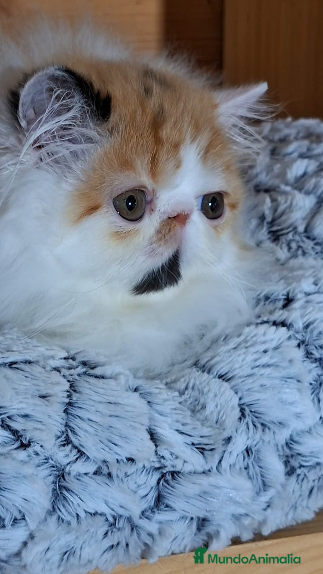 Persa gatos en venta: Preciosa Gata persa - Anuncio 8