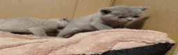 Británico de Pelo Corto gatos en venta: British Shorthair  - Anuncio 6