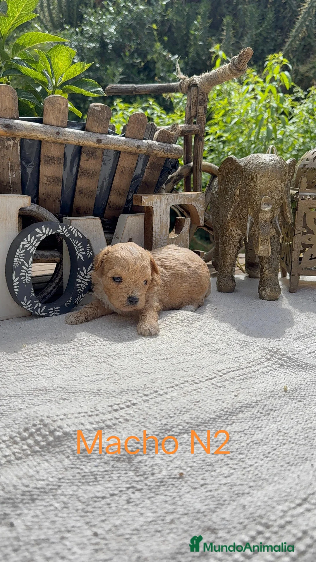 Maltipoo perros en venta: Maltipoo Toy Apricot Preciosos bebes Disponibles  - Anuncio 2