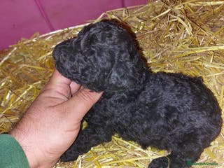 Perro de Agua Español perros Cachorro de perro de aguas - Anuncio 6