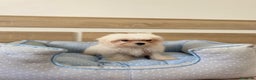 Bichón Maltés perros en venta: BICHON MALTES - Anuncio 7