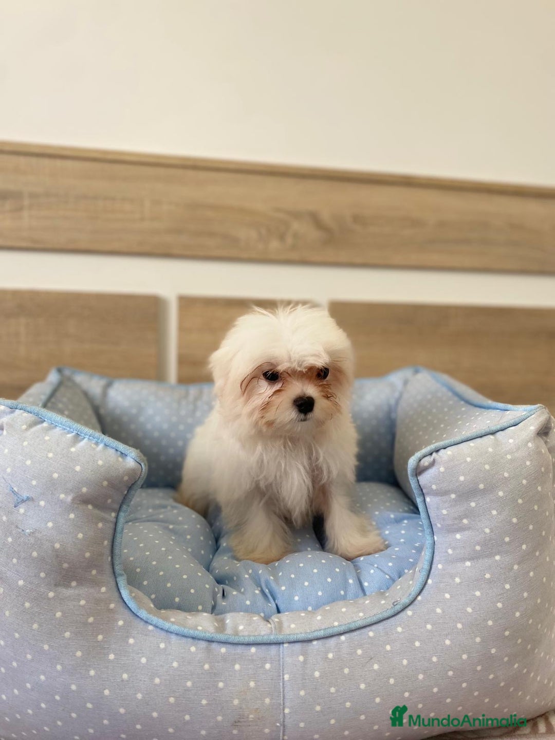 Bichón Maltés perros en venta: BICHON MALTES - Anuncio 7