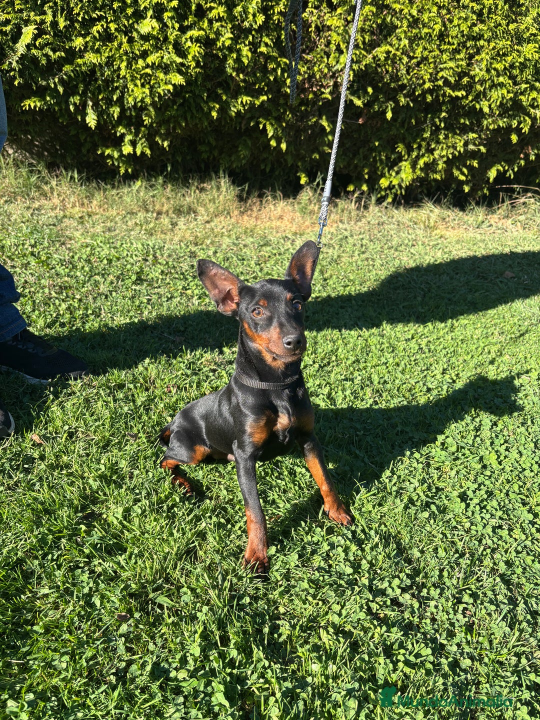 Pinscher Miniatura perros en venta: Pinscher Miniatura  - Imagen 20