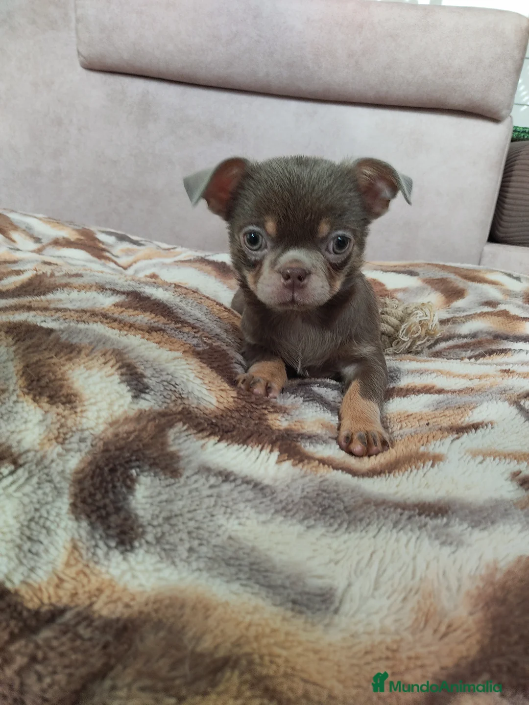 Chihuahua perros en venta: Chihuahua mini  - Anuncio 1