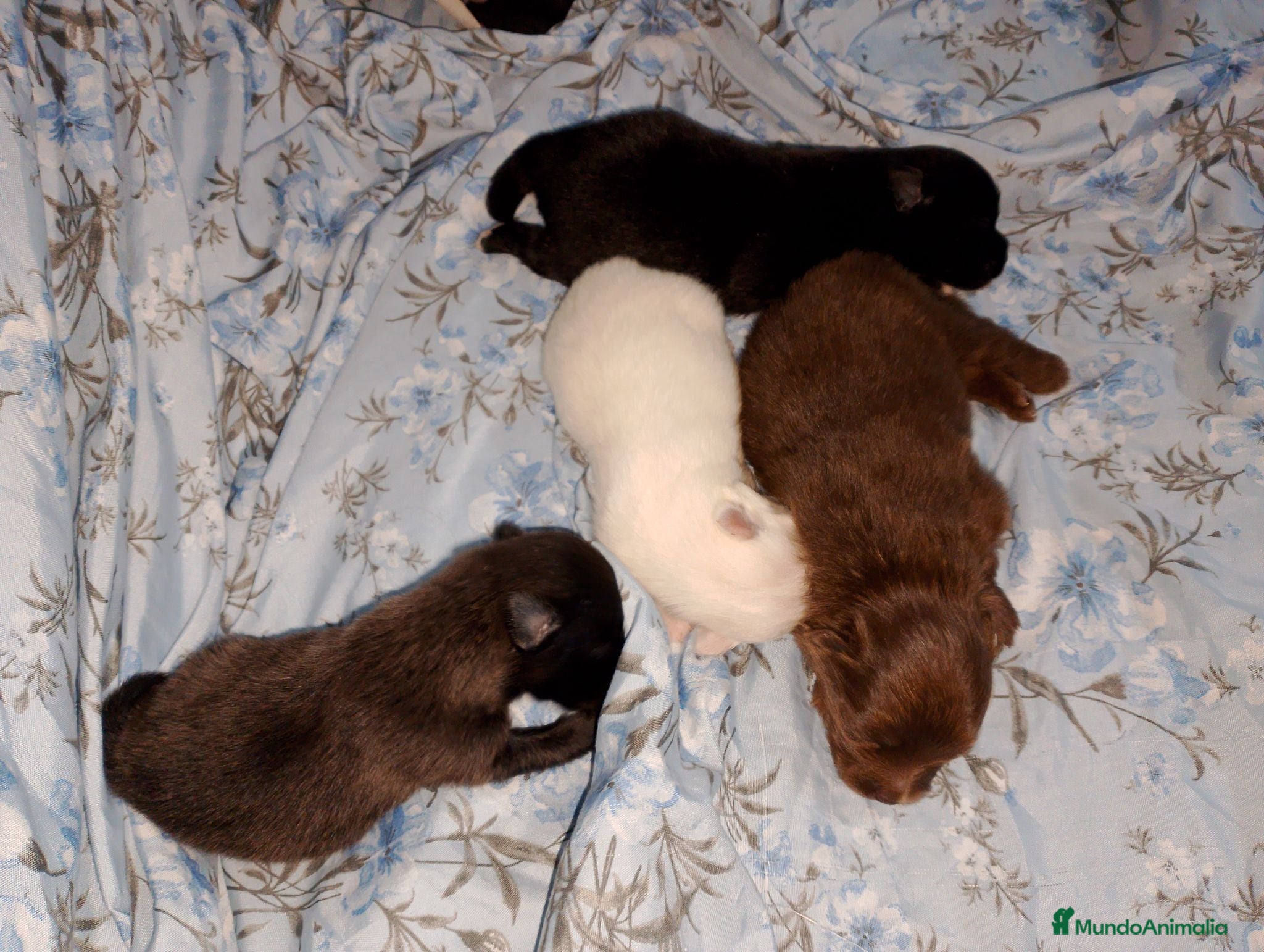 Pomchi perros Camada de pomchi  - Anuncio 2