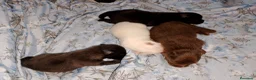 Pomchi perros en venta: Camada de pomchi  - Anuncio 2