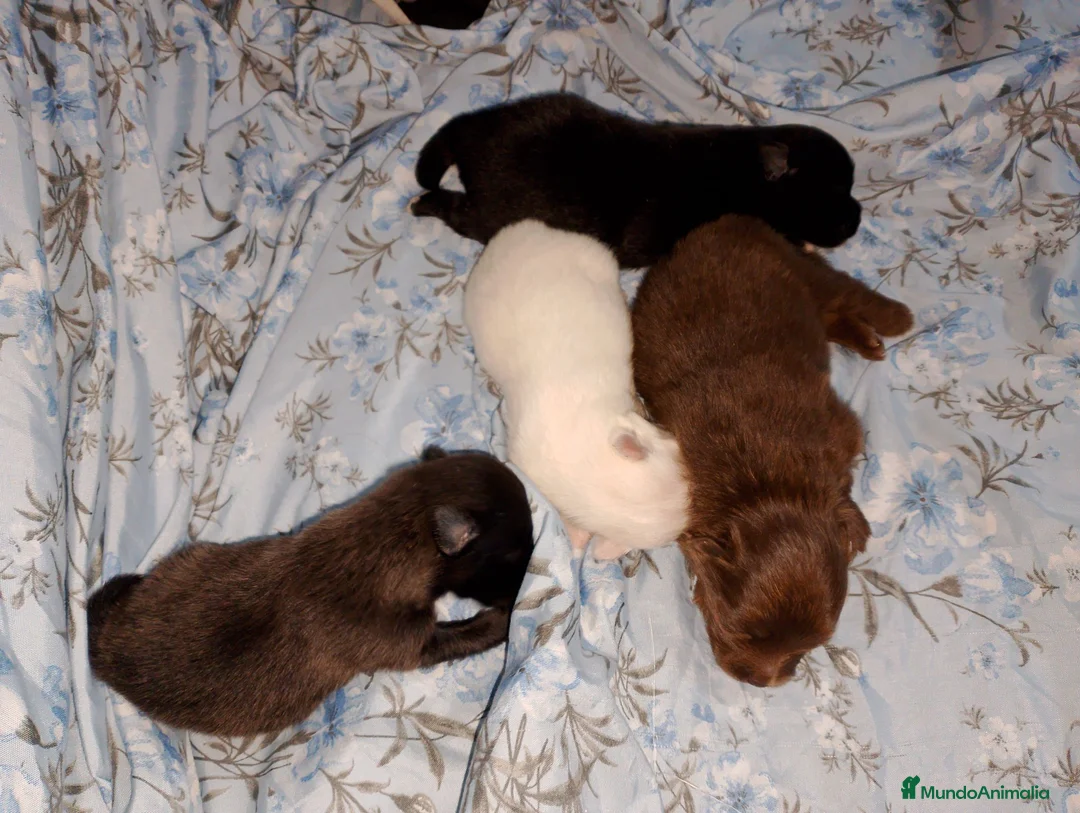 Pomchi perros en venta: Camada de pomchi  - Anuncio 2