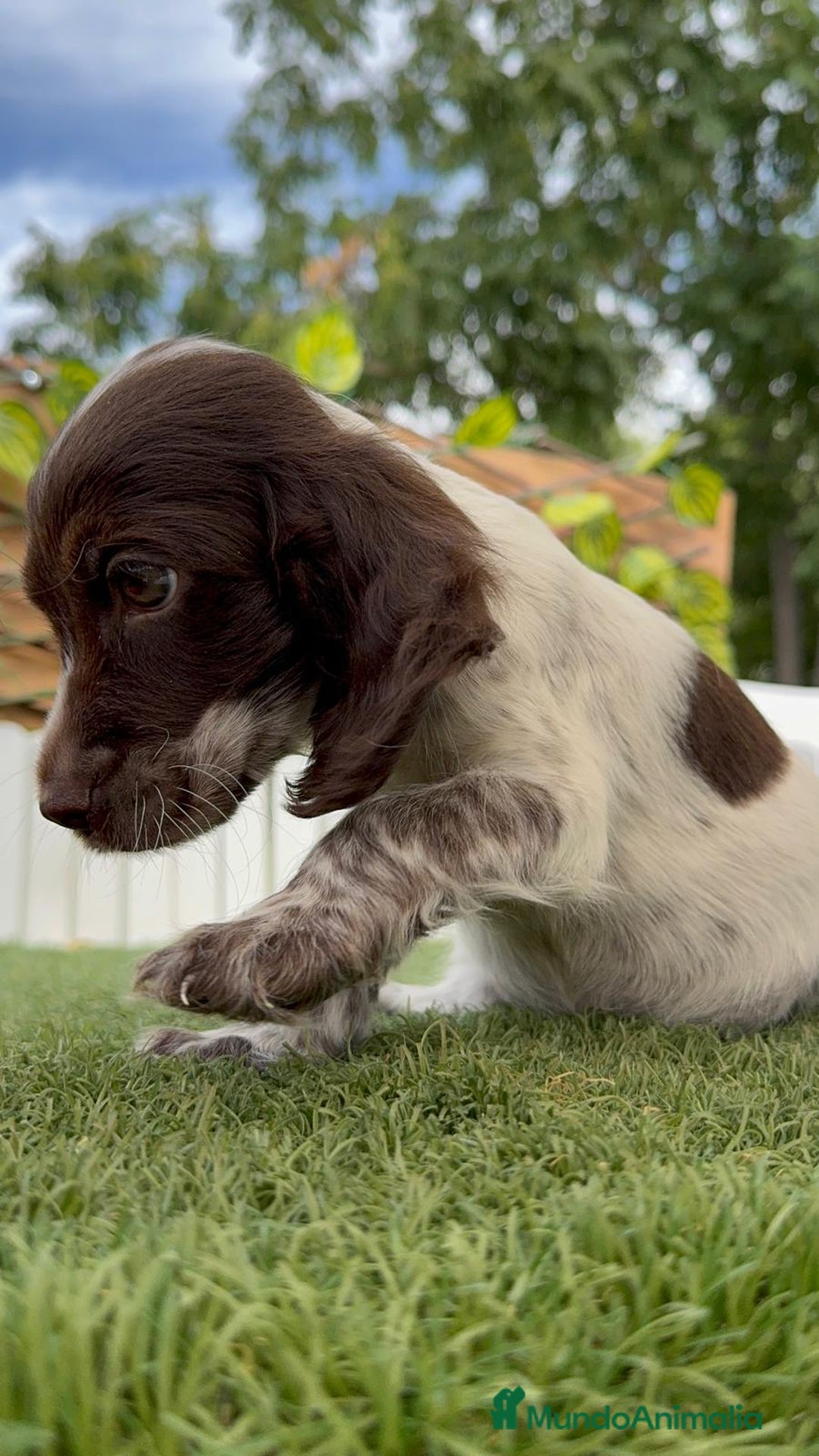 Cocker Spaniel Inglés perros en venta: COCKER SPANIEL RUANO - Imagen 11