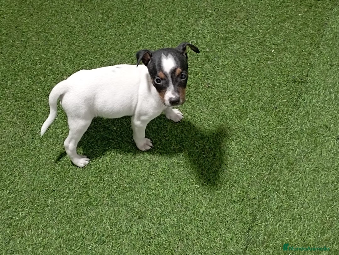 Ratonero Bodeguero Andaluz perros en venta: BODEGUERO - Imagen 1