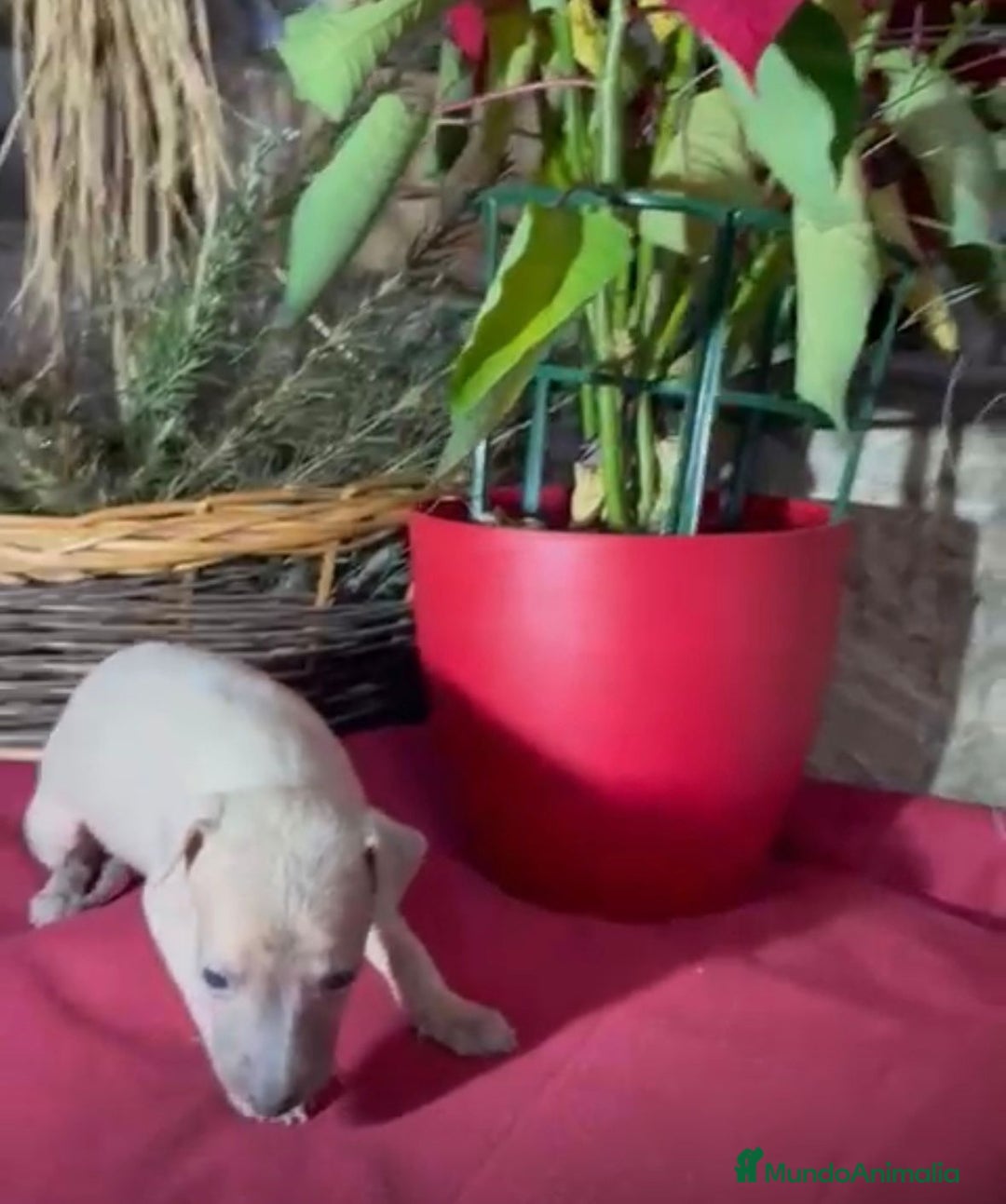 Whippet perros en venta: Whippet blue y Verdino  - Anuncio 11