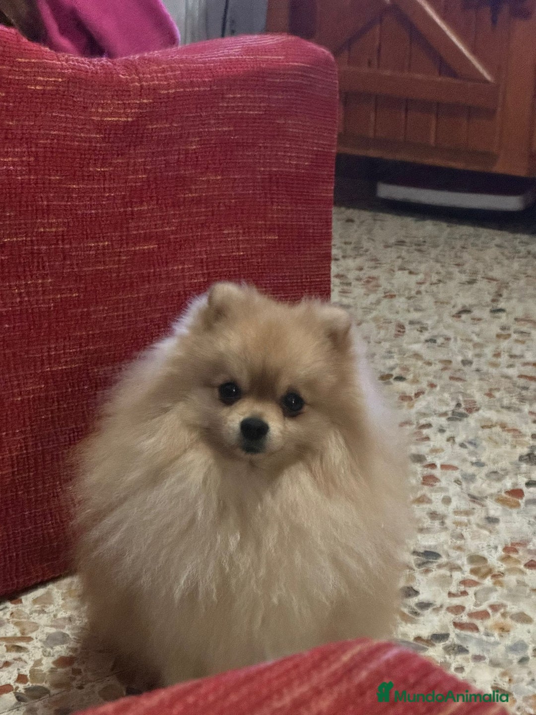 Pomerania perros en venta: 🐾✨ CAMADA DE POMERANIA DISPONIBLE – JORSANPET ✨🐾 - Anuncio 2
