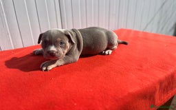 American Bully perros en venta: American bully pocket  - Imagen 12