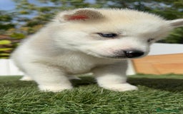 Husky Siberiano perros en venta: HUSKY - Imagen 30