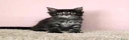 Maine Coon gatos en venta: Gatitos Maine Coon - Anuncio 4