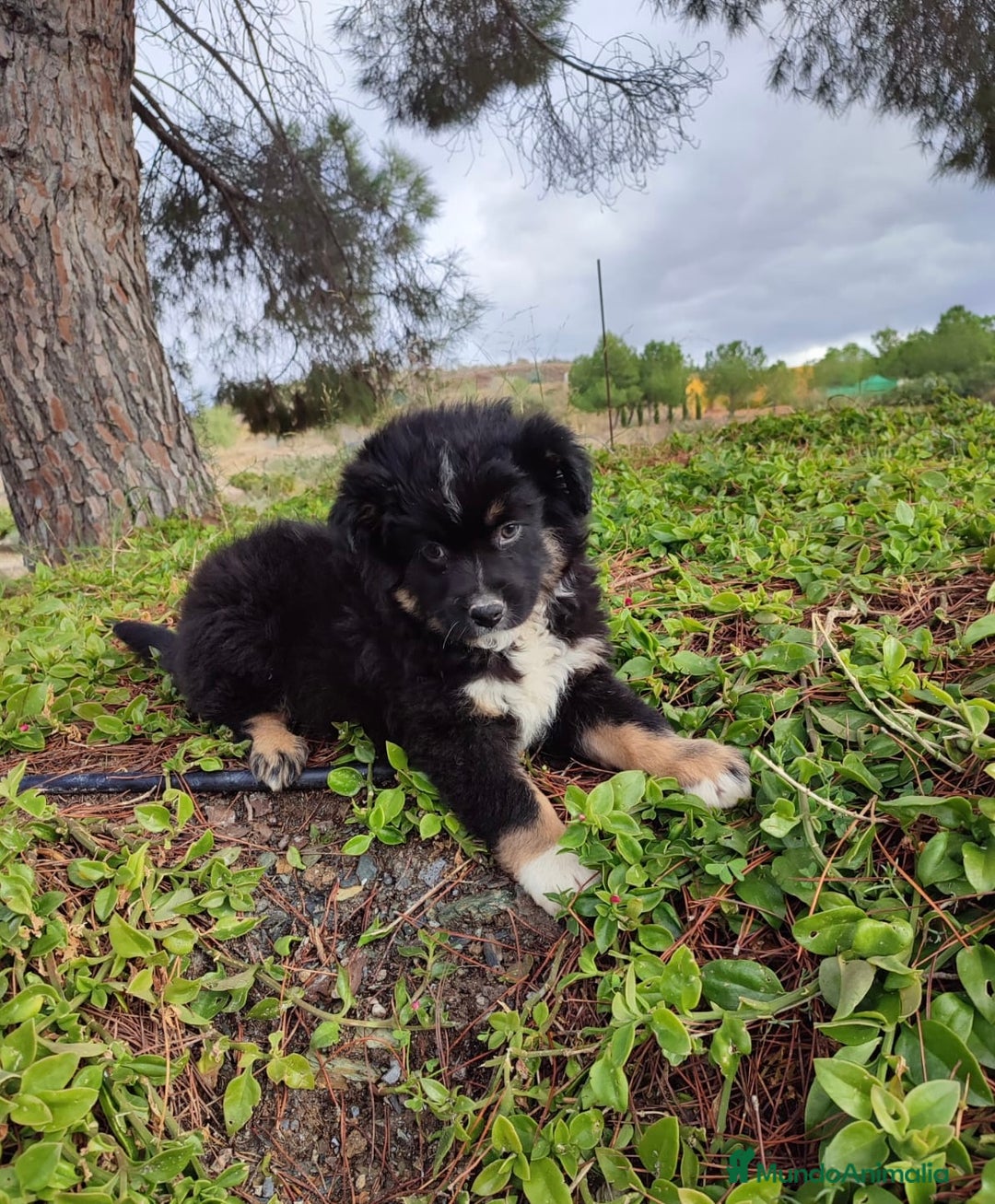 Pastor Miniatura Americano perros en venta: Cachorro Pastor Americano - Anuncio 6