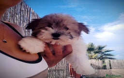 Raza Mixta perros en venta: Cachorritas malvi - Anuncio 2