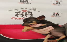 Ratón de Praga perros en venta: Ratón de Praga  - Anuncio 3