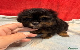 Shihpoo perros en venta: Monísimo ShihPoo Negro y fuego - Imagen 10