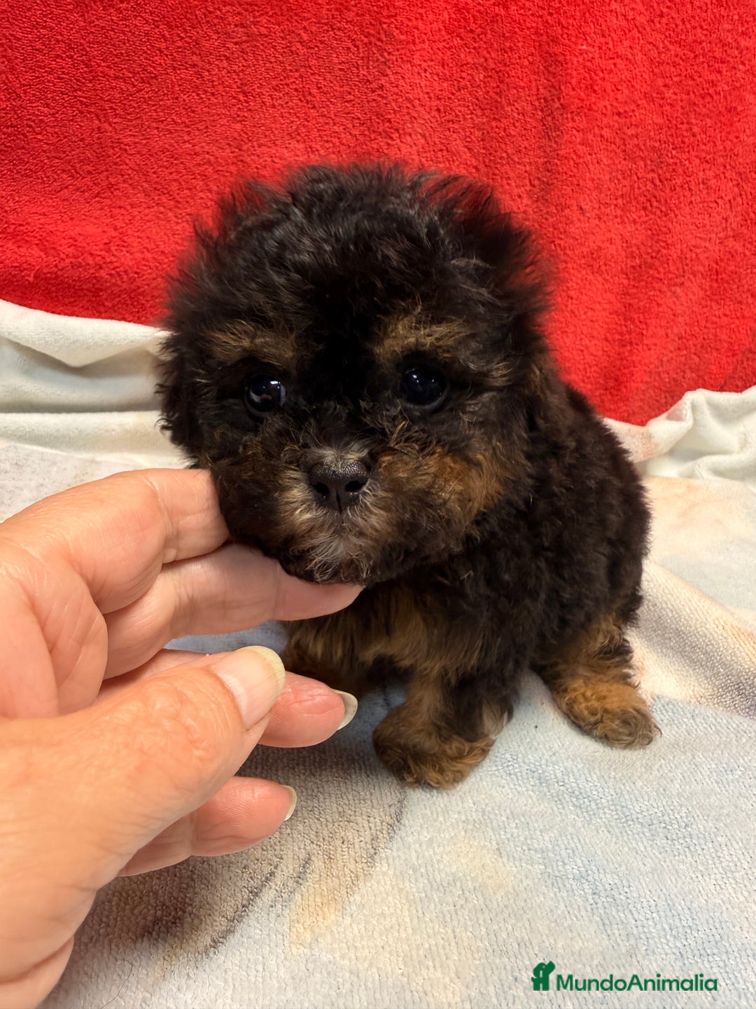 Shihpoo perros en venta: Monísimo ShihPoo Negro y fuego - Imagen 10