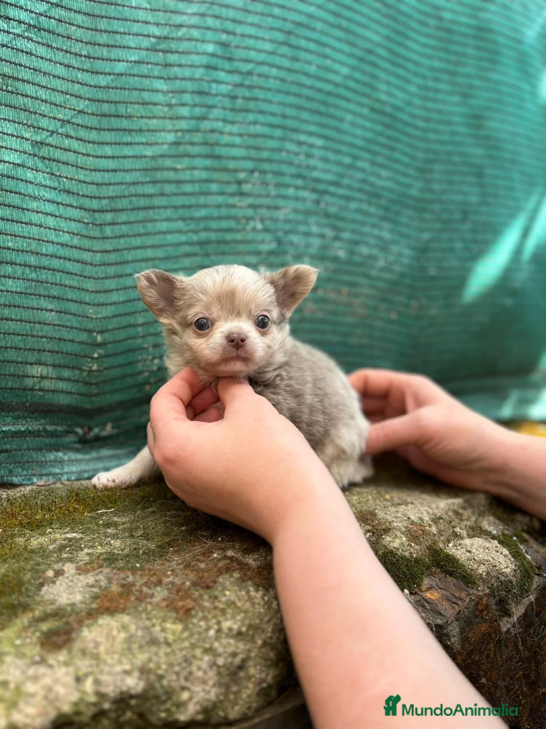 Chihuahua perros en venta: Machito Merle lilac  - Anuncio 2