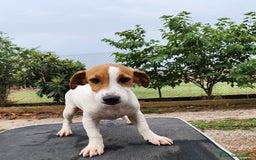 Jack Russell Terrier perros en venta: Jack russell - Imagen 2