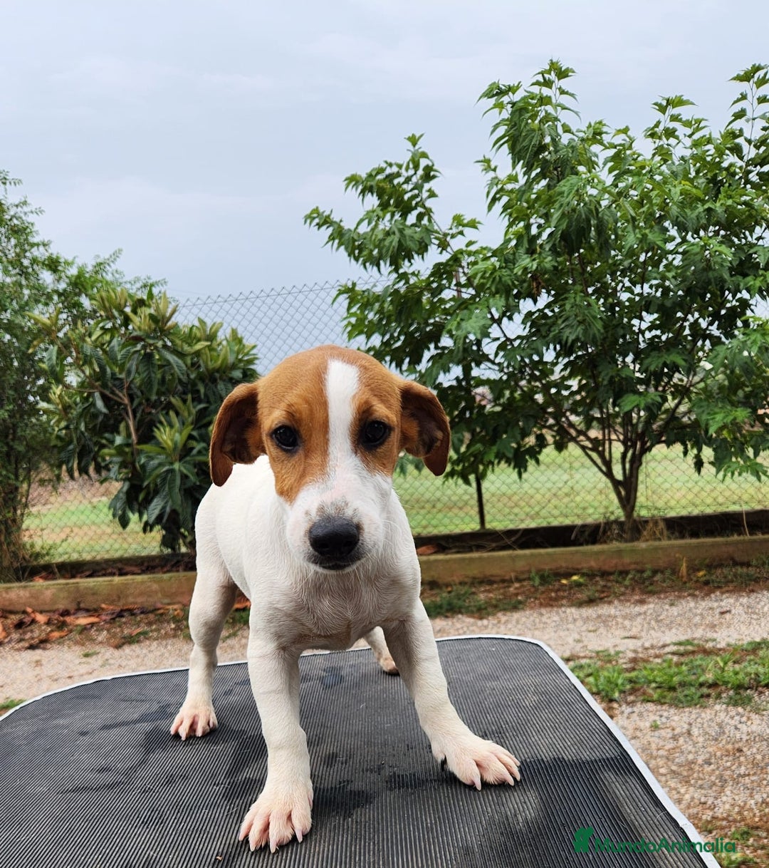 Jack Russell Terrier perros en venta: Jack russell - Imagen 2