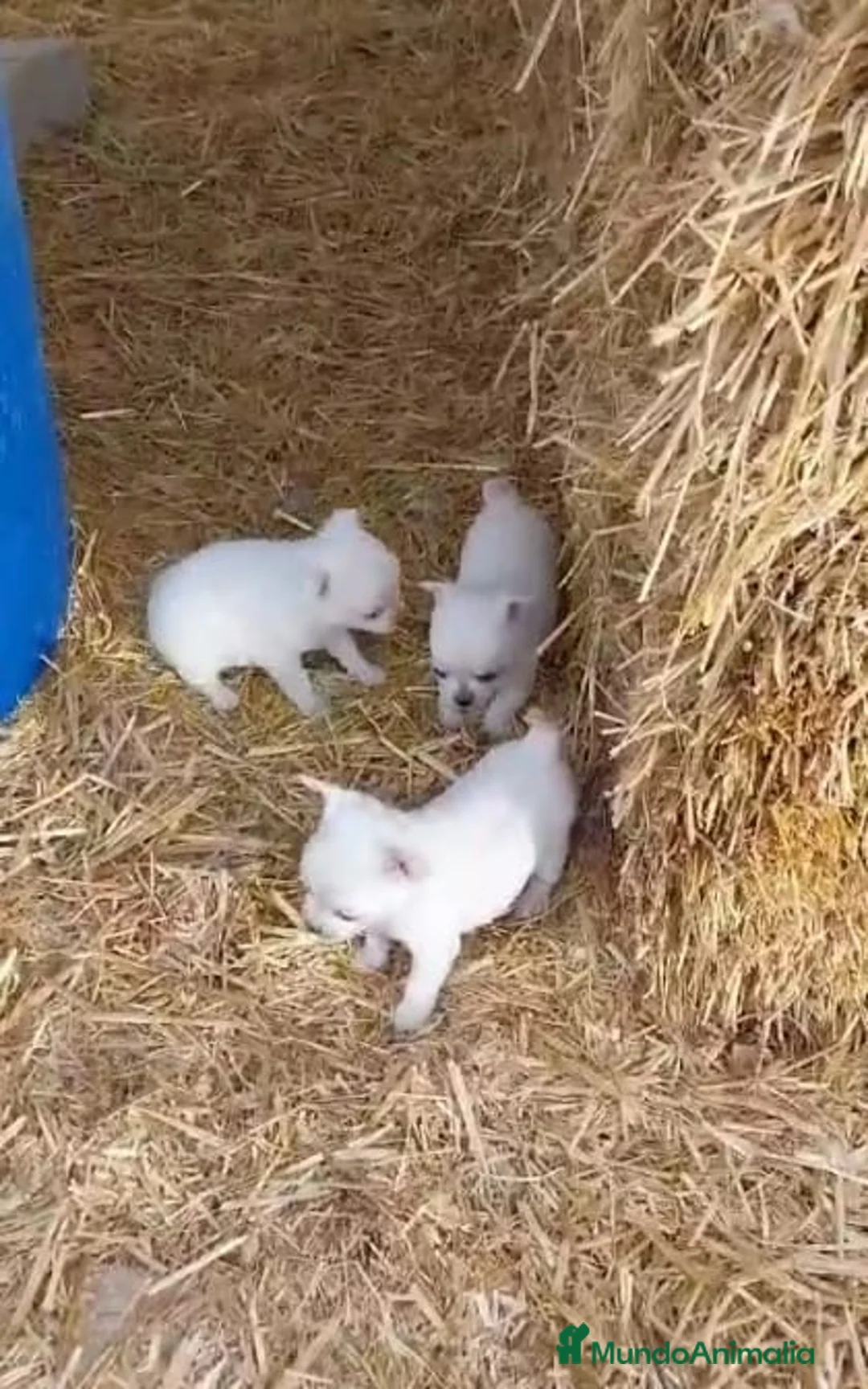 Chihuahua perros en venta: CHIHUAHUA EXCLUSIVO  - Anuncio 3