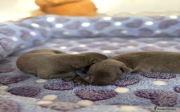 Whippet perros en venta: Whippet blue nueva camada - Imagen 2