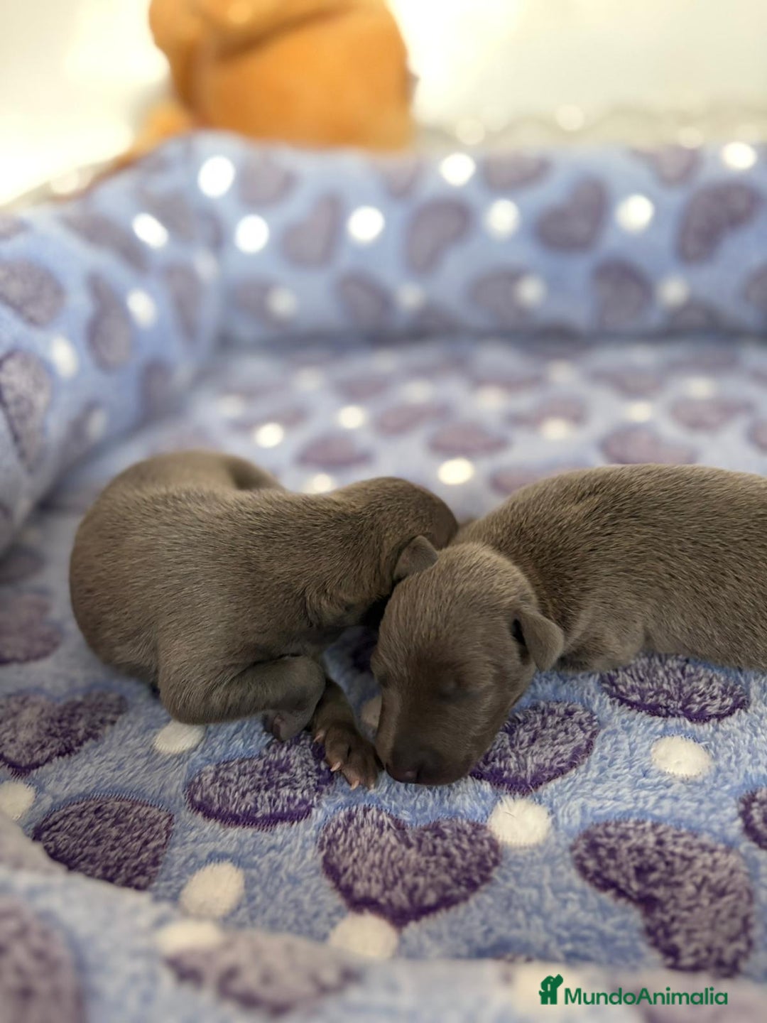 Whippet perros en venta: Whippet blue nueva camada - Imagen 2