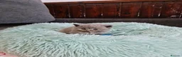 Británico de Pelo Corto Azul gatos en venta: Brithis - Anuncio 10