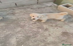 Labrador Retriever perros en venta: ULTIMOS LABRADOR RETRIEVER  - Imagen 3