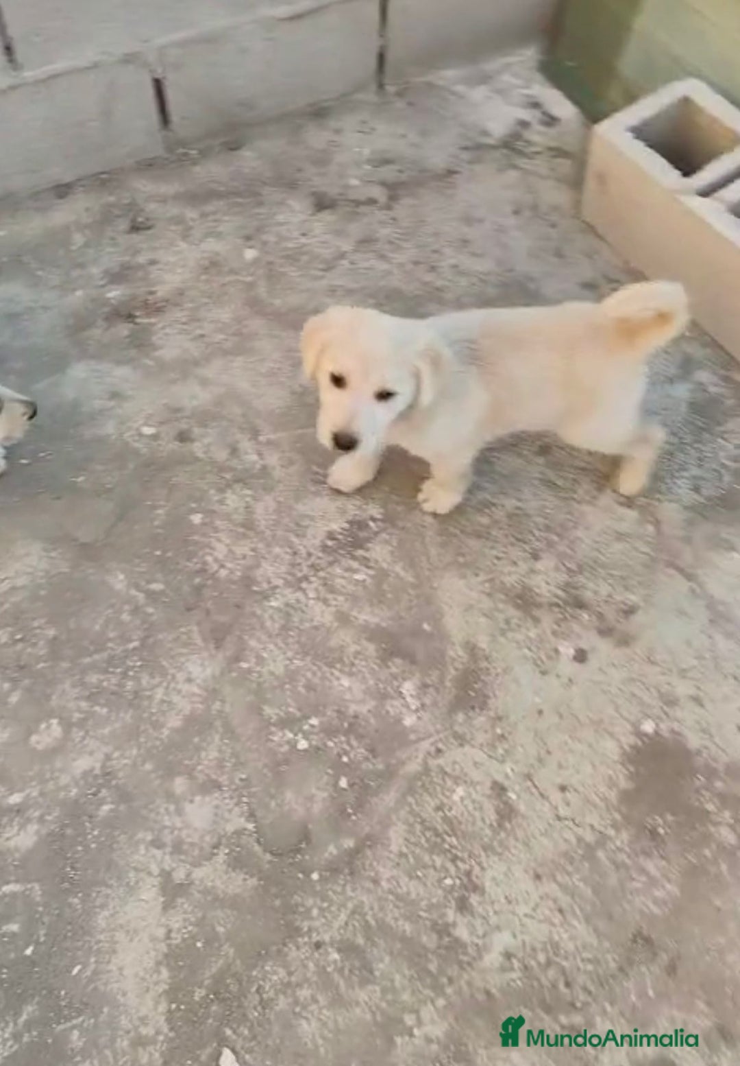 Labrador Retriever perros en venta: ULTIMOS LABRADOR RETRIEVER  - Imagen 3