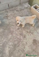 Labrador Retriever perros ULTIMOS LABRADOR RETRIEVER - Anuncio 2