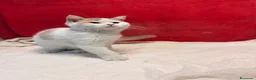 Británico de Pelo Corto gatos en venta: Soy Keko!!  - Anuncio 12