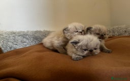Persa gatos en venta: Persas - Imagen 3