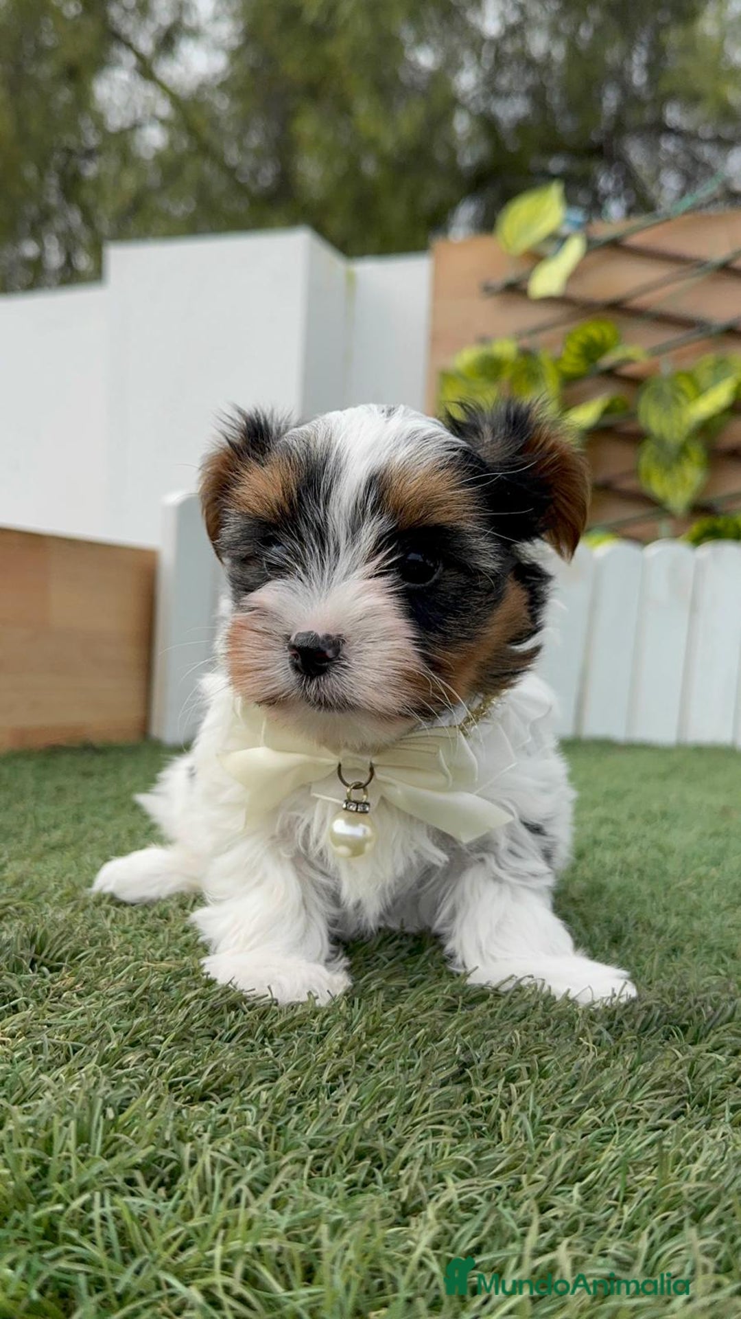 Yorkshire Terrier perros en venta: YORKSHIRE BIEWER - Anuncio 11