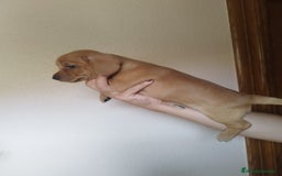 Teckel perros en venta: TECKEL PURA RAZA. CALIDAD Y SELECCIÓN  - Imagen 1