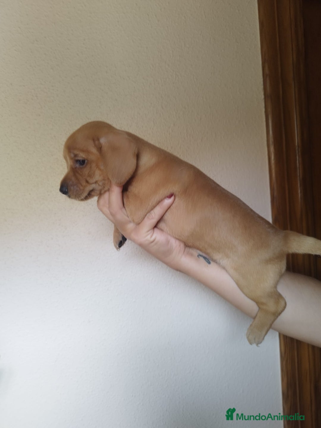 Teckel perros en venta: TECKEL PURA RAZA. CALIDAD Y SELECCIÓN  - Imagen 1