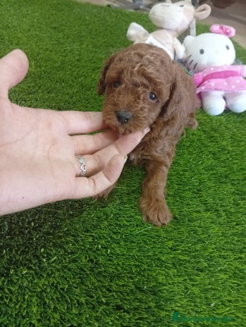 Caniche Enano perros - Anuncio 4