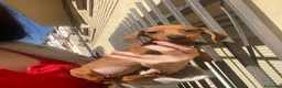 Teckel Miniatura perros en venta: Teckel mini hembra toy - Anuncio 1