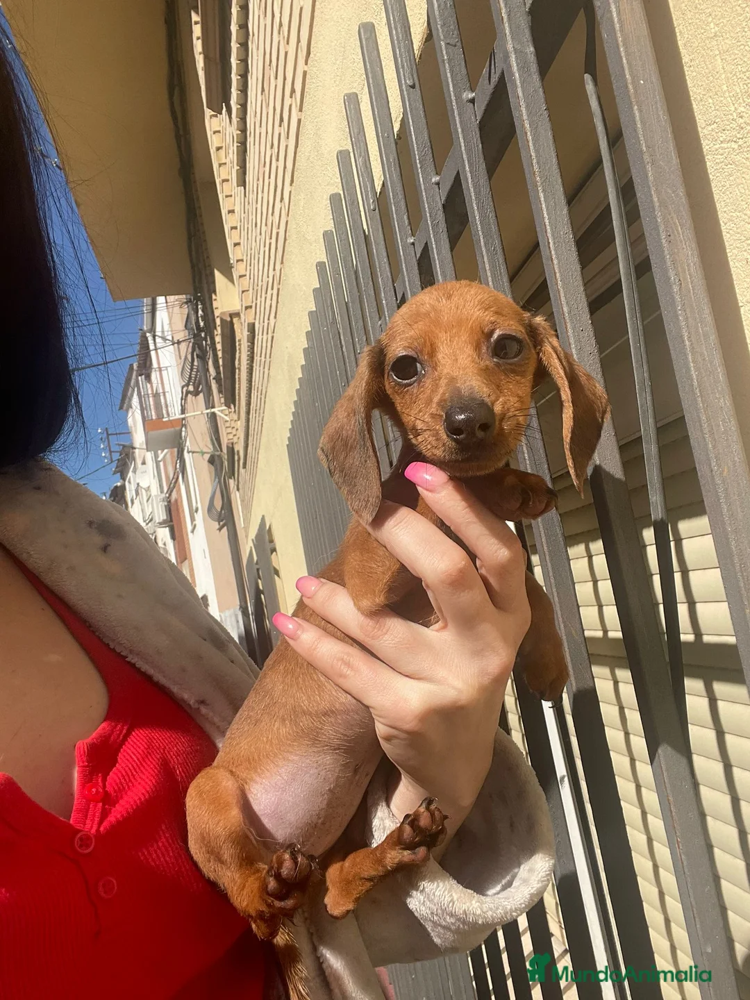Teckel Miniatura perros en venta: Teckel mini hembra toy - Anuncio 1