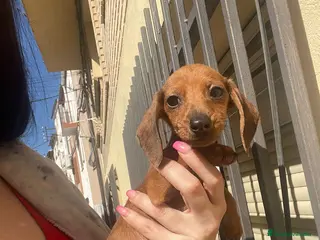 Teckel Miniatura perros Teckel mini rojo intenso, 2 hembras súper pequeñas - Anuncio 35