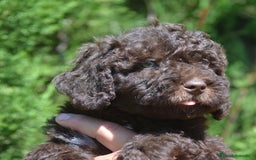 Perro de Agua Español perros en venta: Cachorras hembras de perro de agua español - Imagen 19
