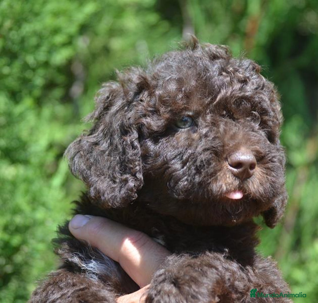Perro de Agua Español perros en venta: Cachorras hembras de perro de agua español - Imagen 19