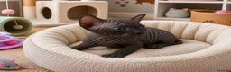 Sphynx gatos en venta: Precioso machito negro  - Anuncio 2