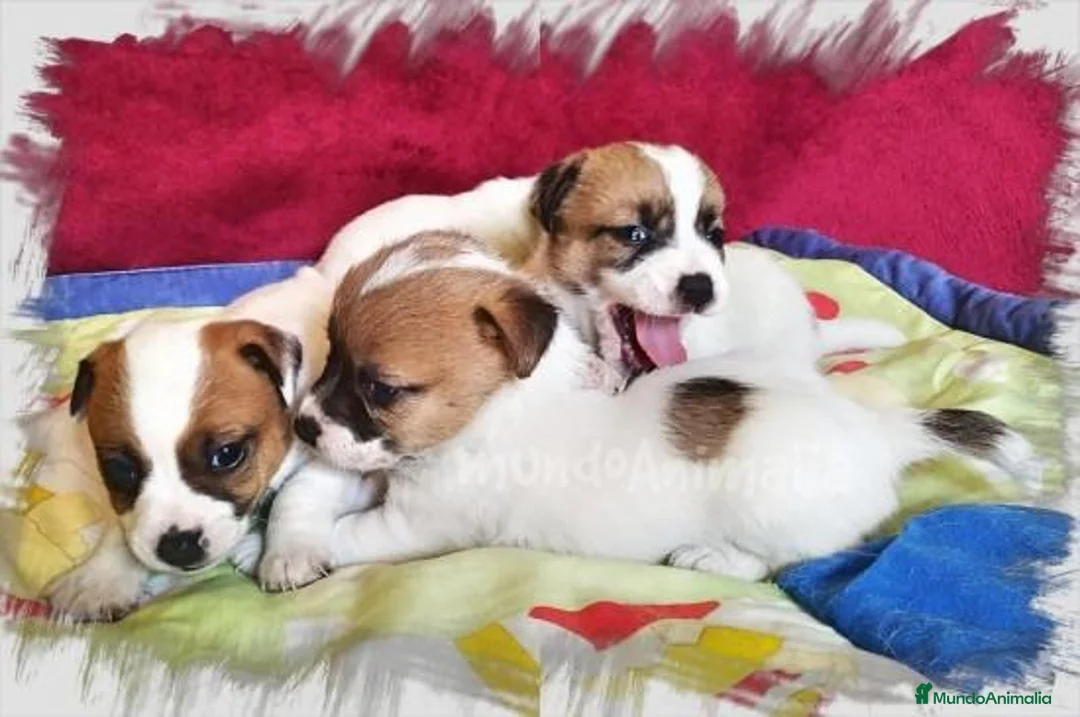 Imagen de galería {{count}}